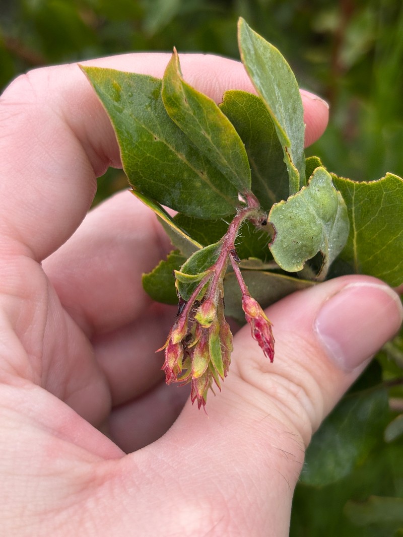 Manzanita