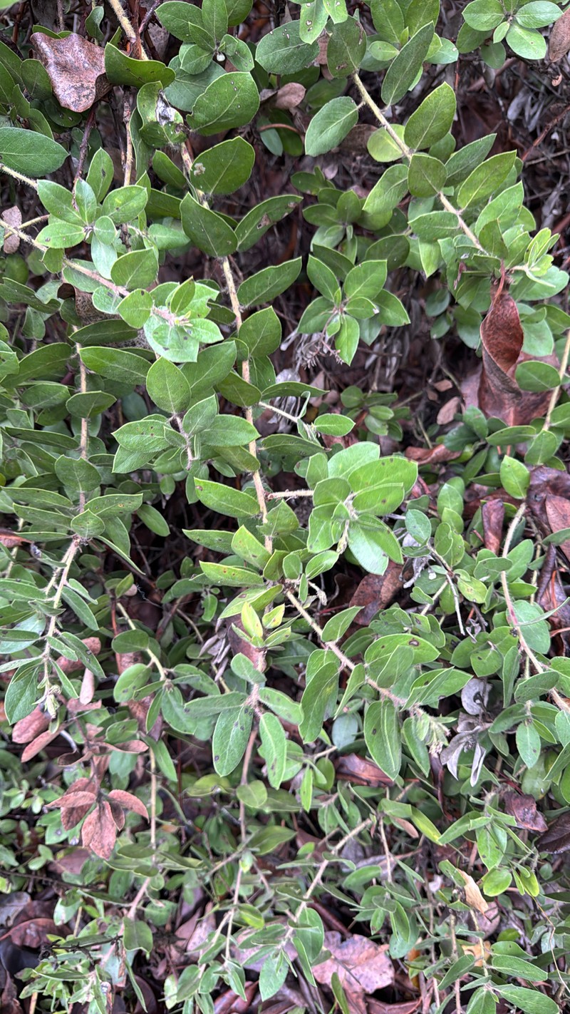 Manzanita photo 2