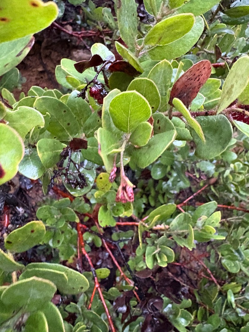 Manzanita photo 3