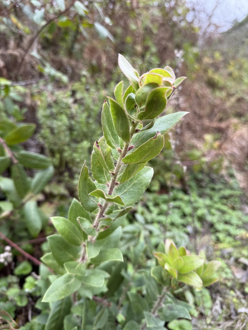 Manzanita photo 4