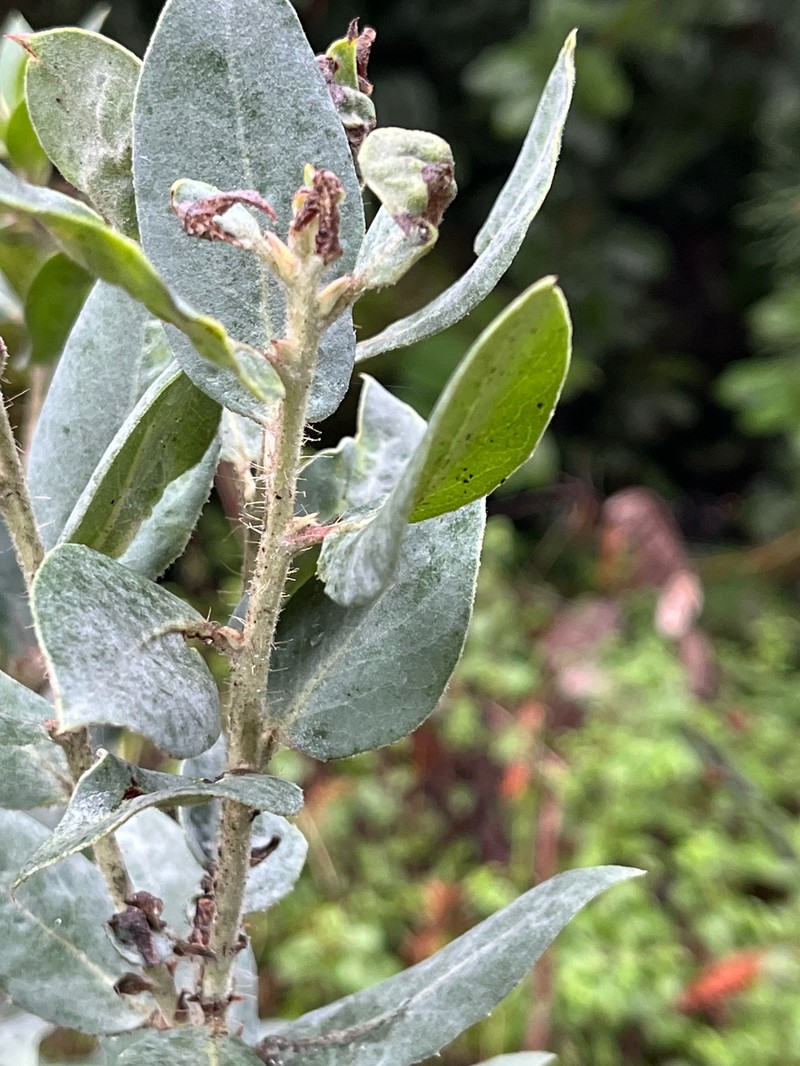 Manzanita photo 5