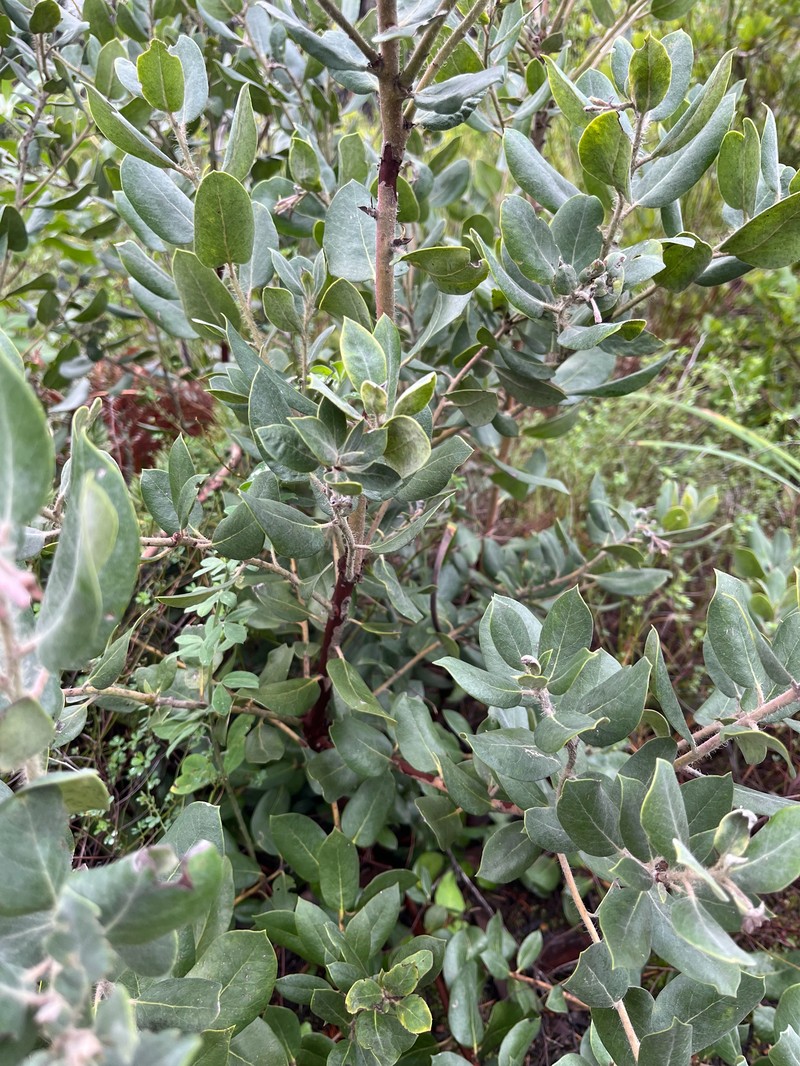 Manzanita photo 6