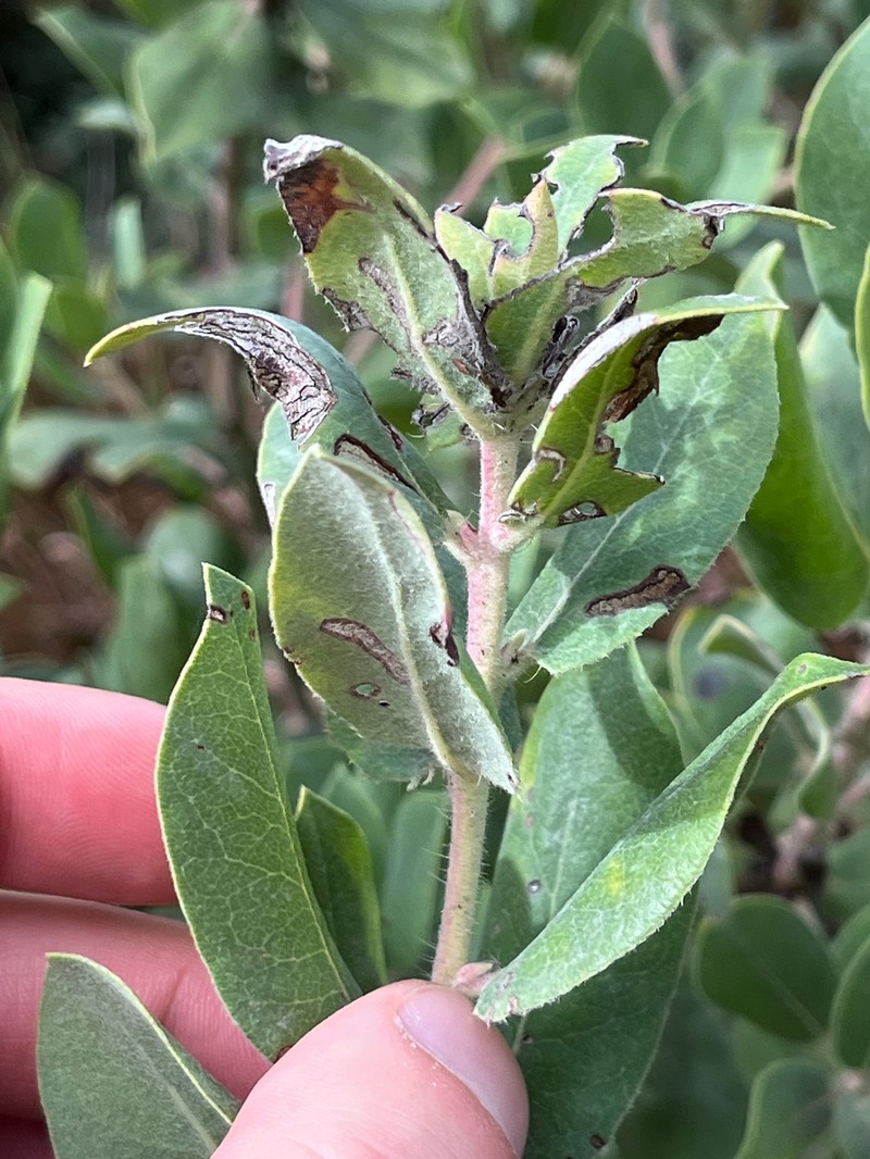 Manzanita photo 7
