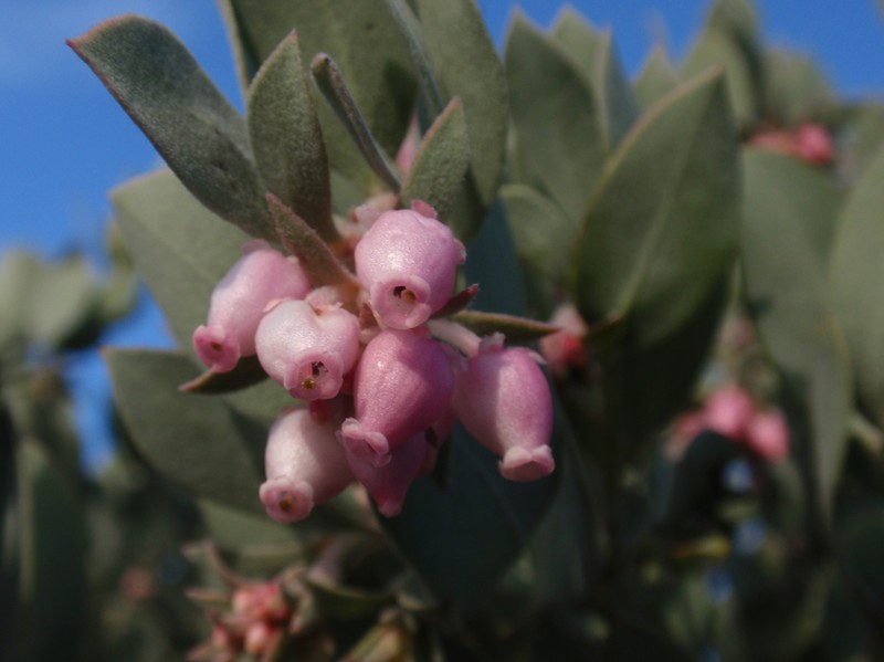 hoary manzanita