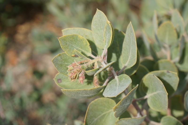 hoary manzanita photo 2