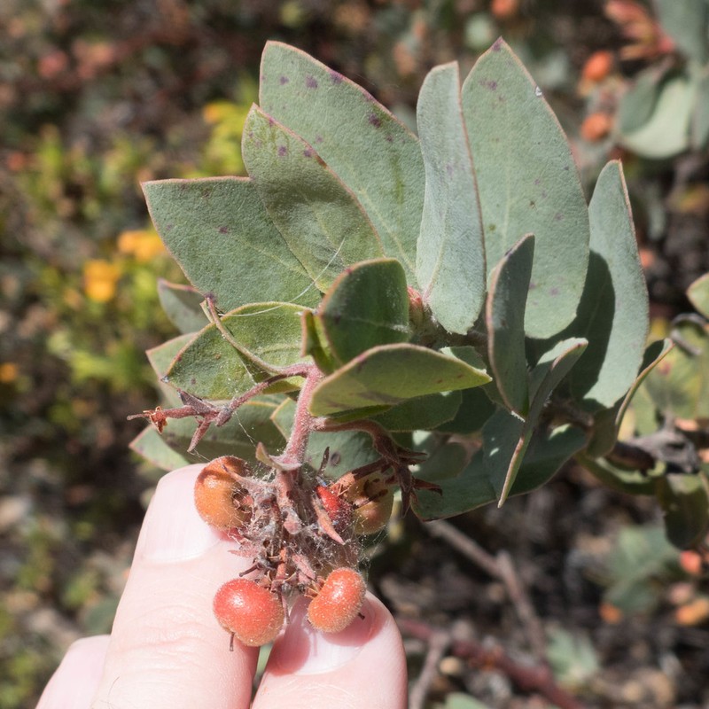 hoary manzanita photo 4