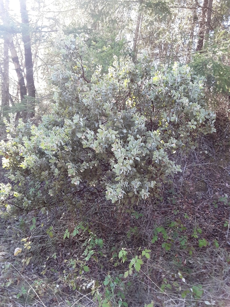 hoary manzanita photo 5