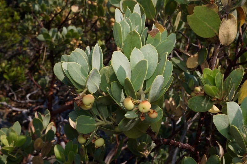 hoary manzanita photo 7