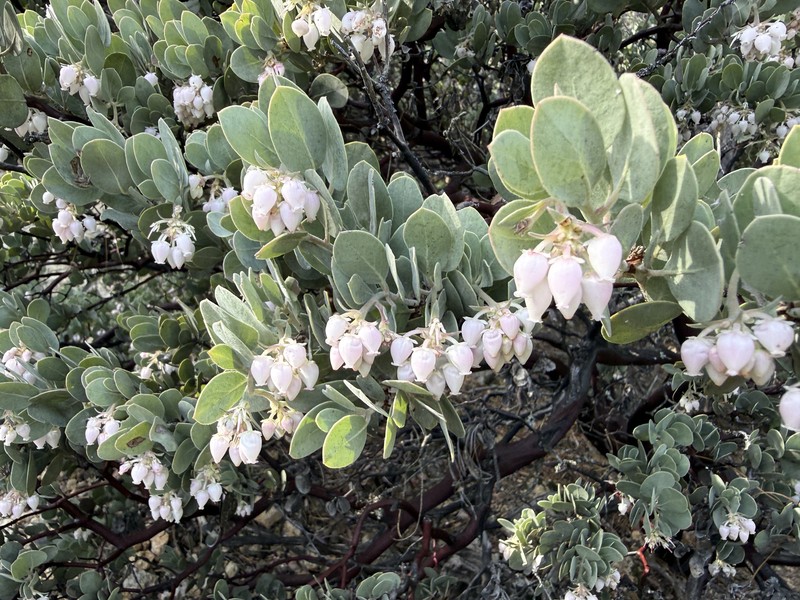 Waldo Manzanita
