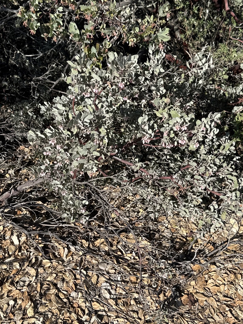 Waldo Manzanita photo 2