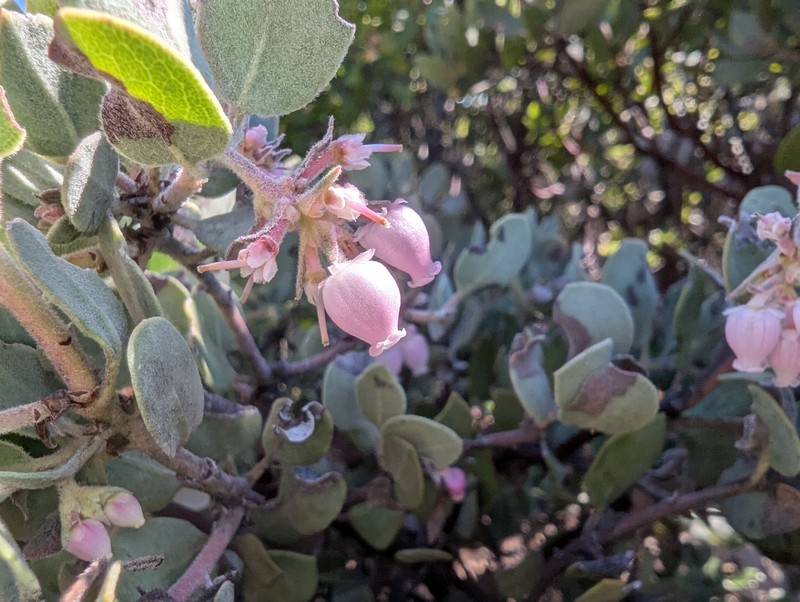 Waldo Manzanita photo 3