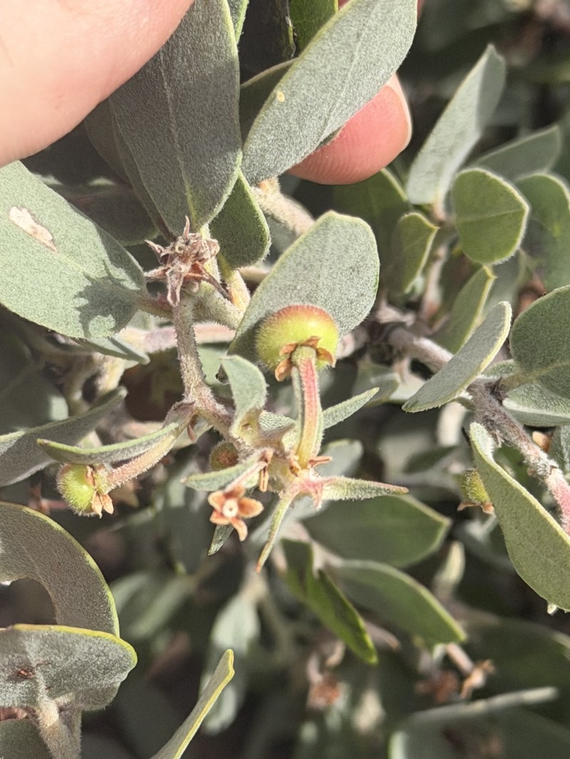 Waldo Manzanita photo 4