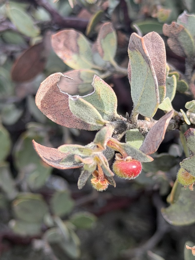 Waldo Manzanita photo 5