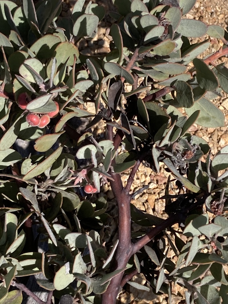 Waldo Manzanita photo 6