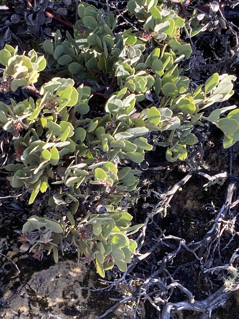 Waldo Manzanita photo 7