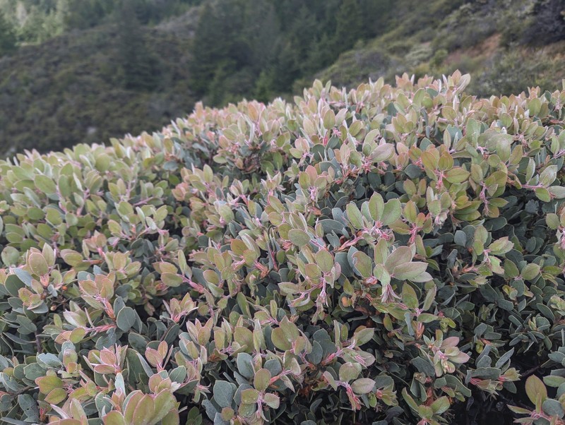Waldo Manzanita photo 8