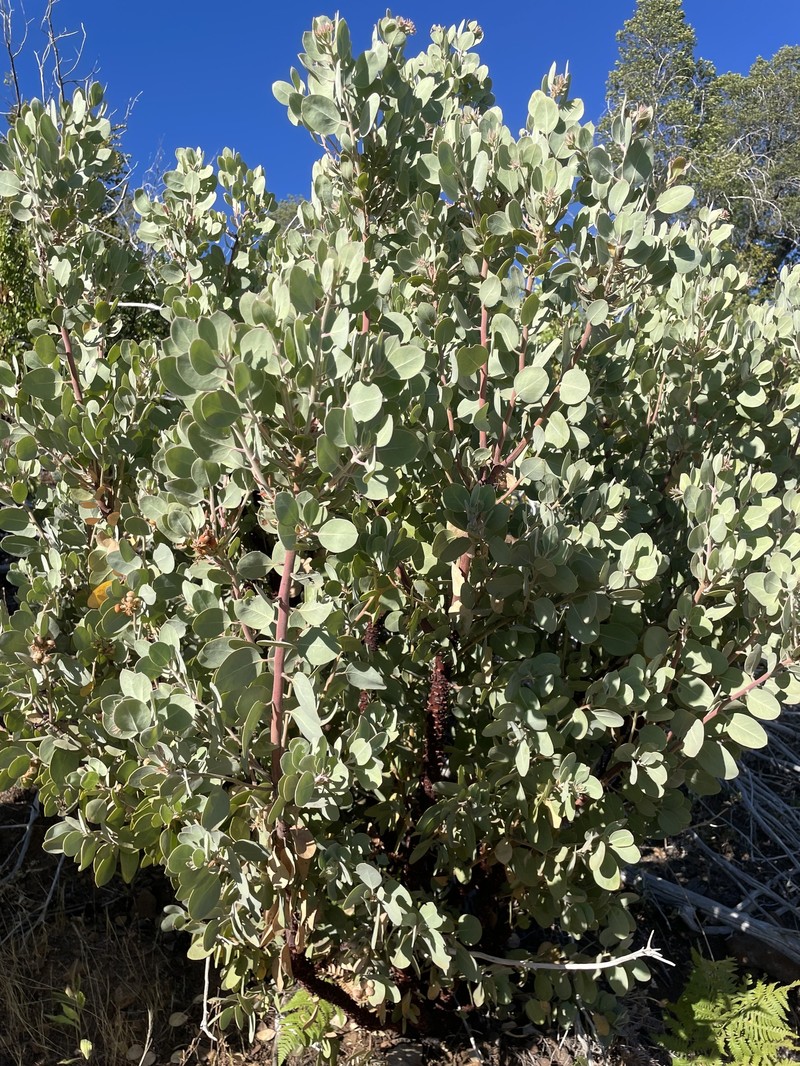 Arctostaphylos canescens subsp. sonomensis