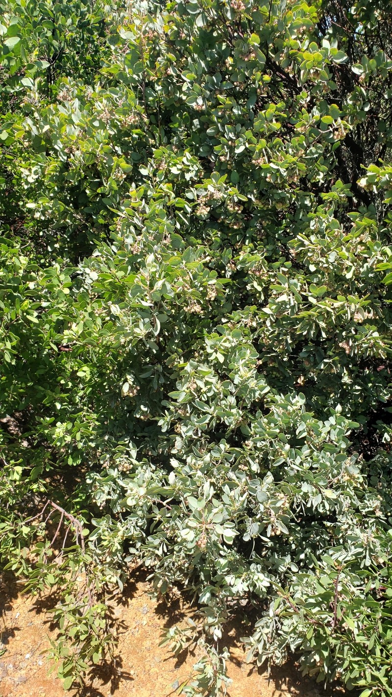 Arctostaphylos canescens subsp. sonomensis photo 2