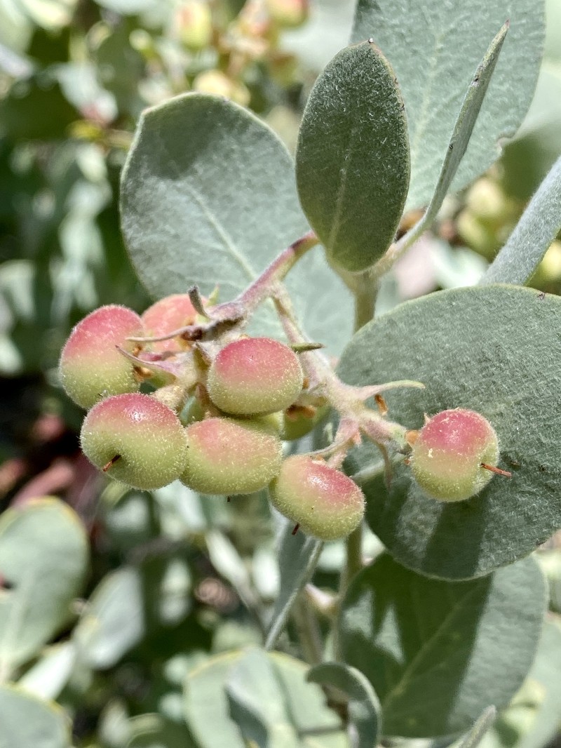 Arctostaphylos canescens subsp. sonomensis photo 3