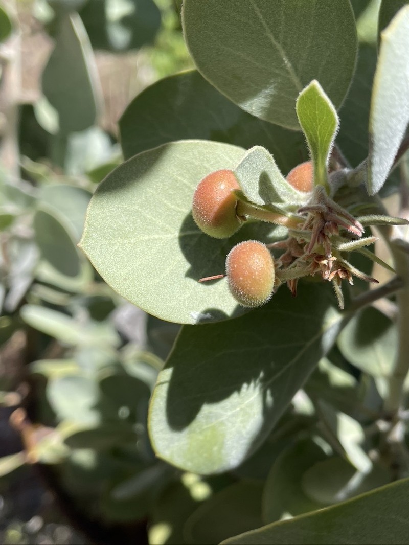 Arctostaphylos canescens subsp. sonomensis photo 4