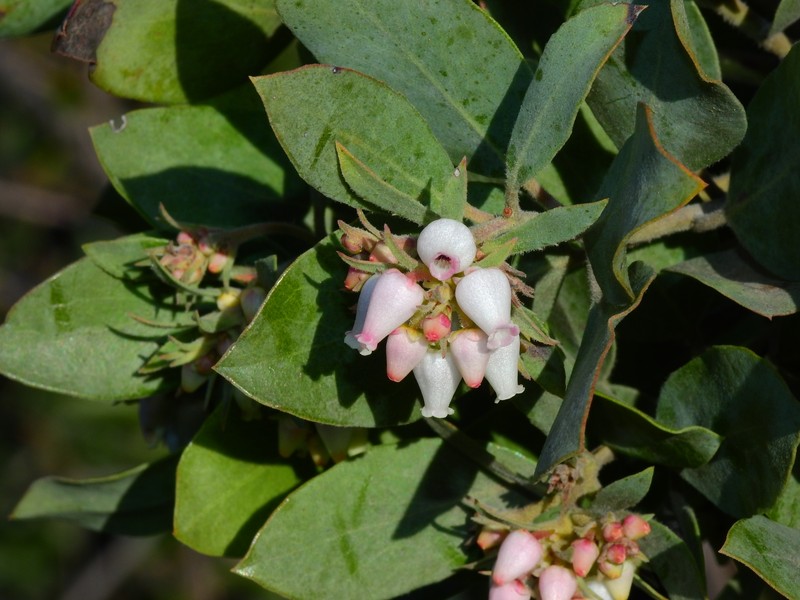 Arctostaphylos canescens subsp. sonomensis photo 5