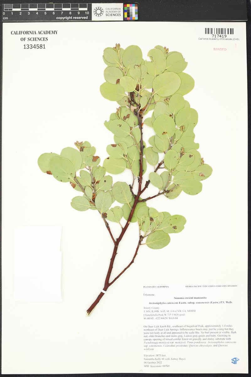 Arctostaphylos canescens subsp. sonomensis photo 6