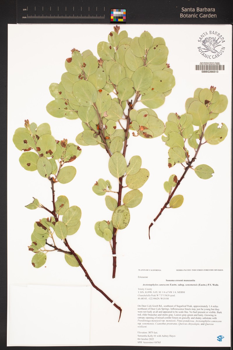 Arctostaphylos canescens subsp. sonomensis photo 7