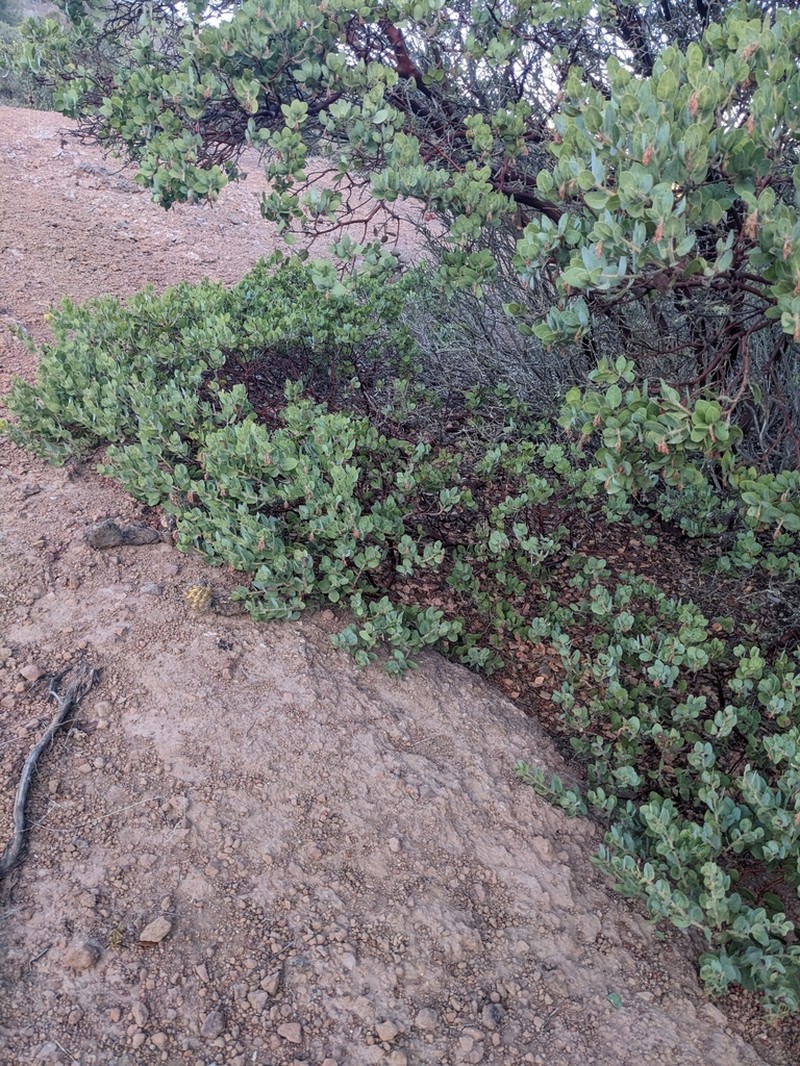 Santa Catalina Island Manzanita photo 3