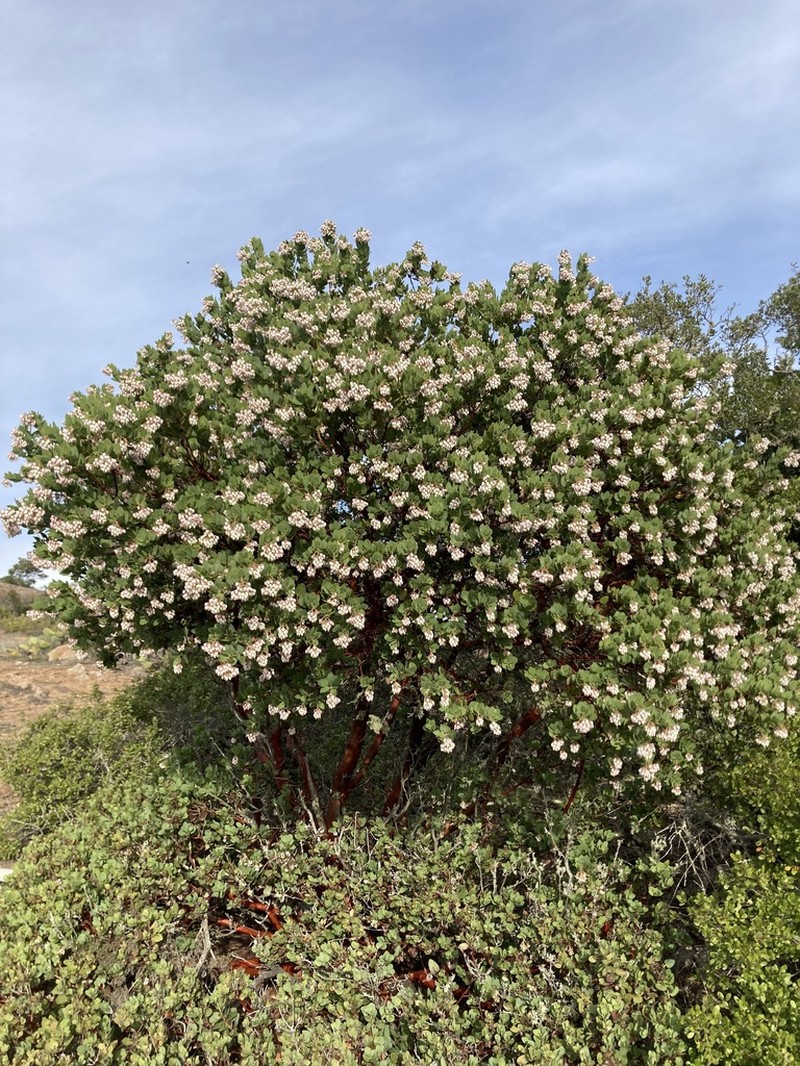 Santa Catalina Island Manzanita photo 5