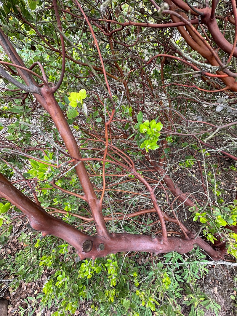 Santa Catalina Island Manzanita photo 7