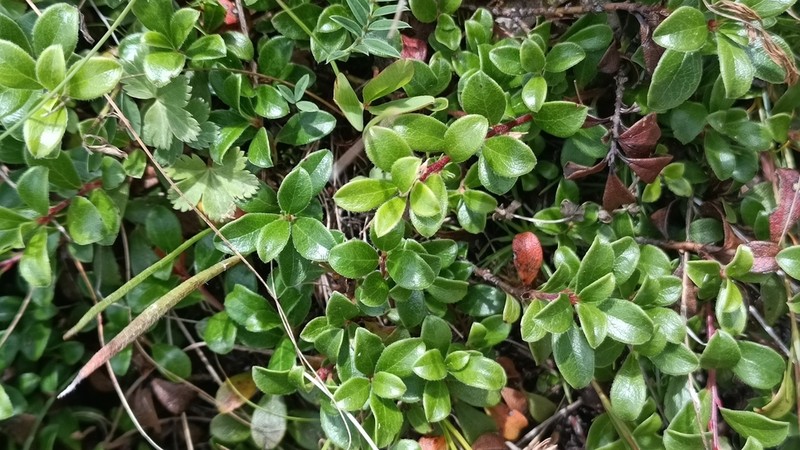 Arctostaphylos caucasica