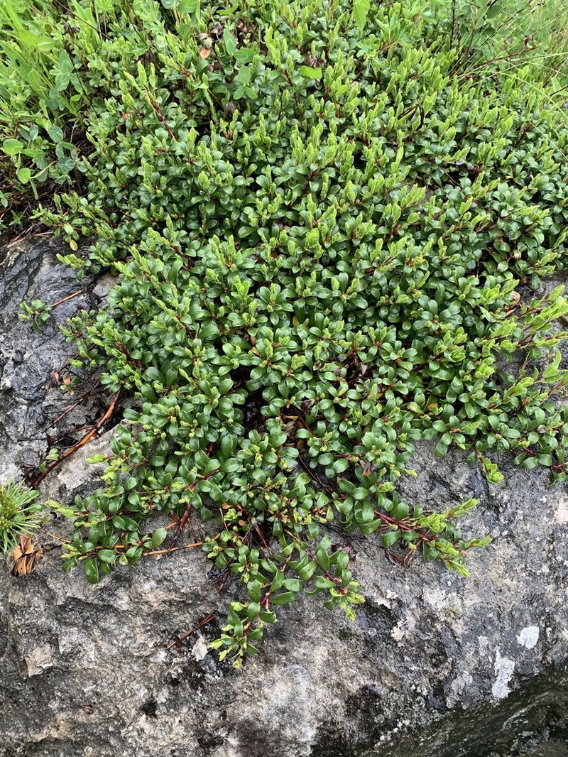 Arctostaphylos caucasica photo 2
