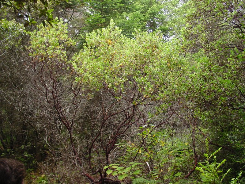 Hairy Manzanita