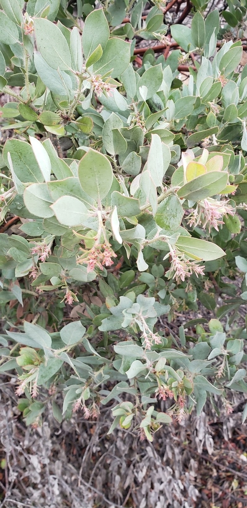 Hairy Manzanita photo 2