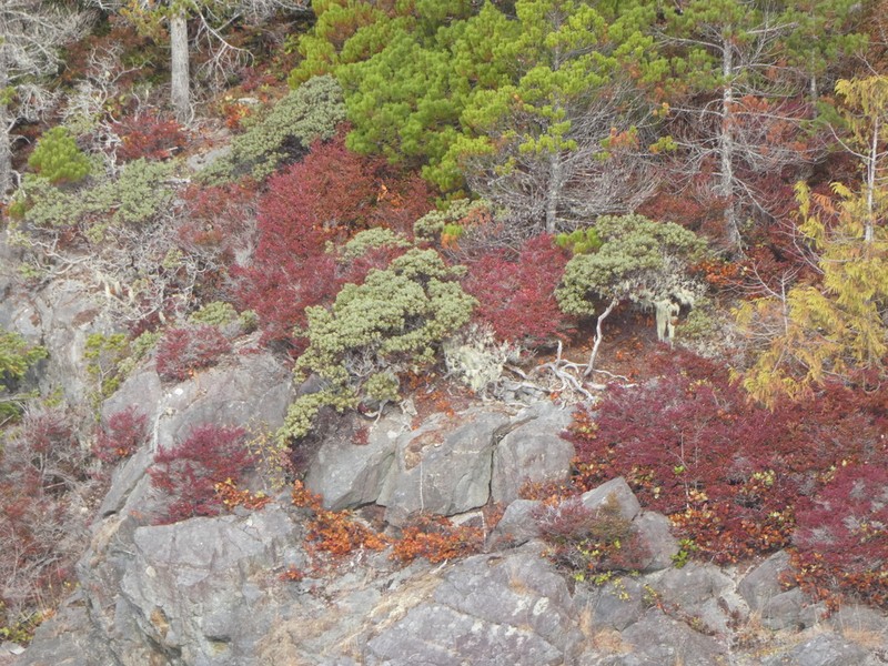 Hairy Manzanita photo 3