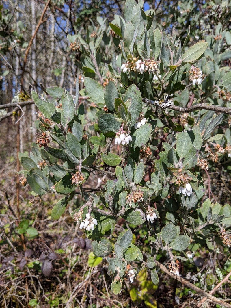 Hairy Manzanita photo 4