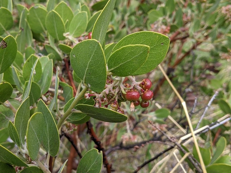 Hairy Manzanita photo 5
