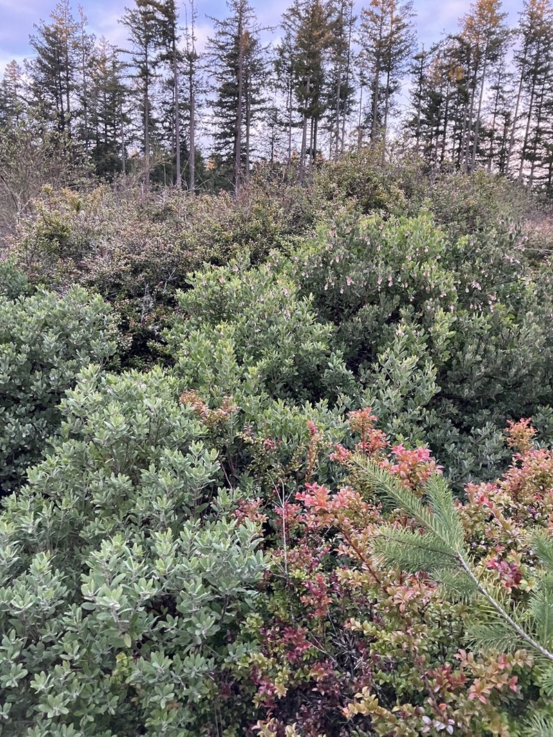 Hairy Manzanita photo 6
