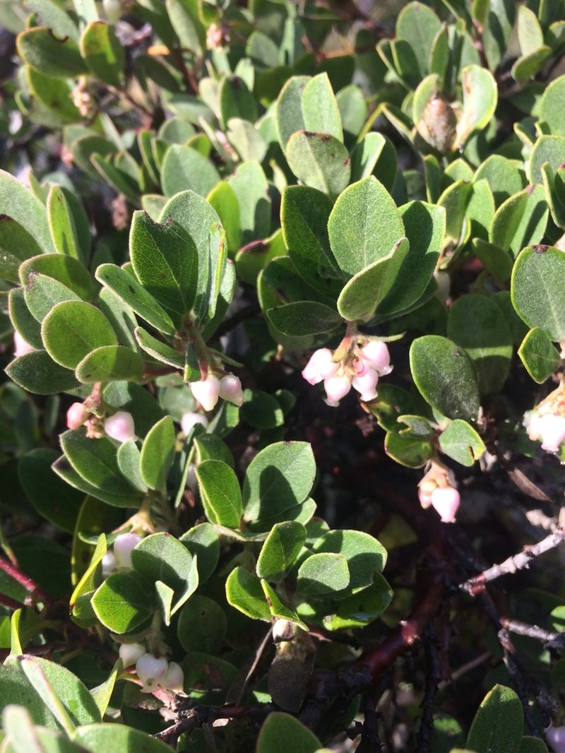 Hairy Manzanita photo 7