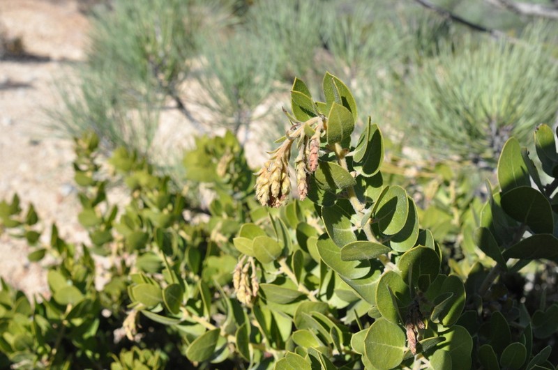 Santa Rosa Island Manzanita photo 2