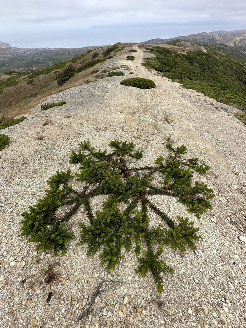 Santa Rosa Island Manzanita photo 3