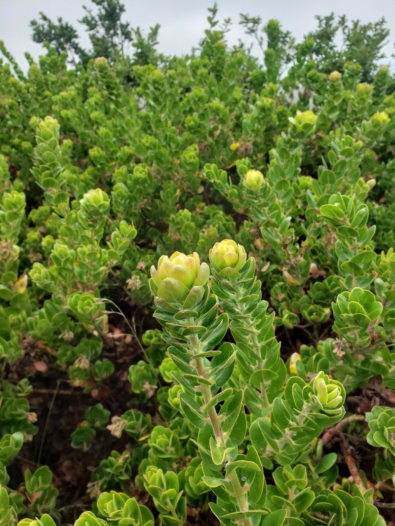 Santa Rosa Island Manzanita photo 4