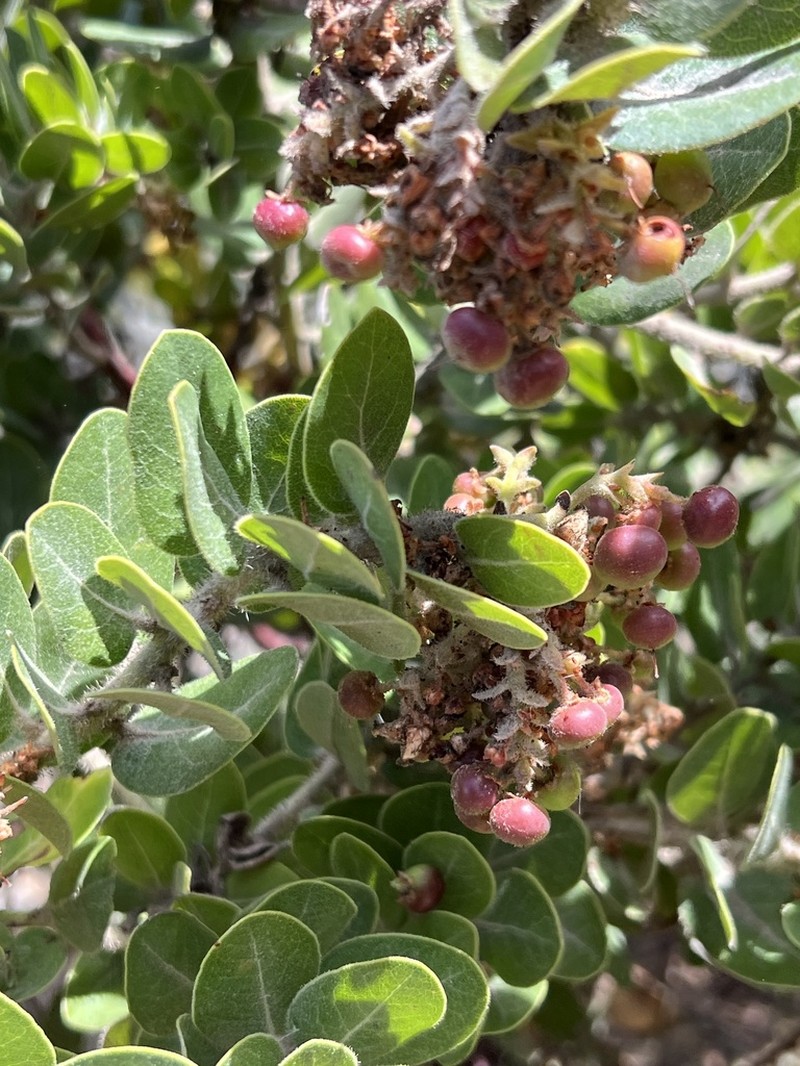Santa Rosa Island Manzanita photo 6