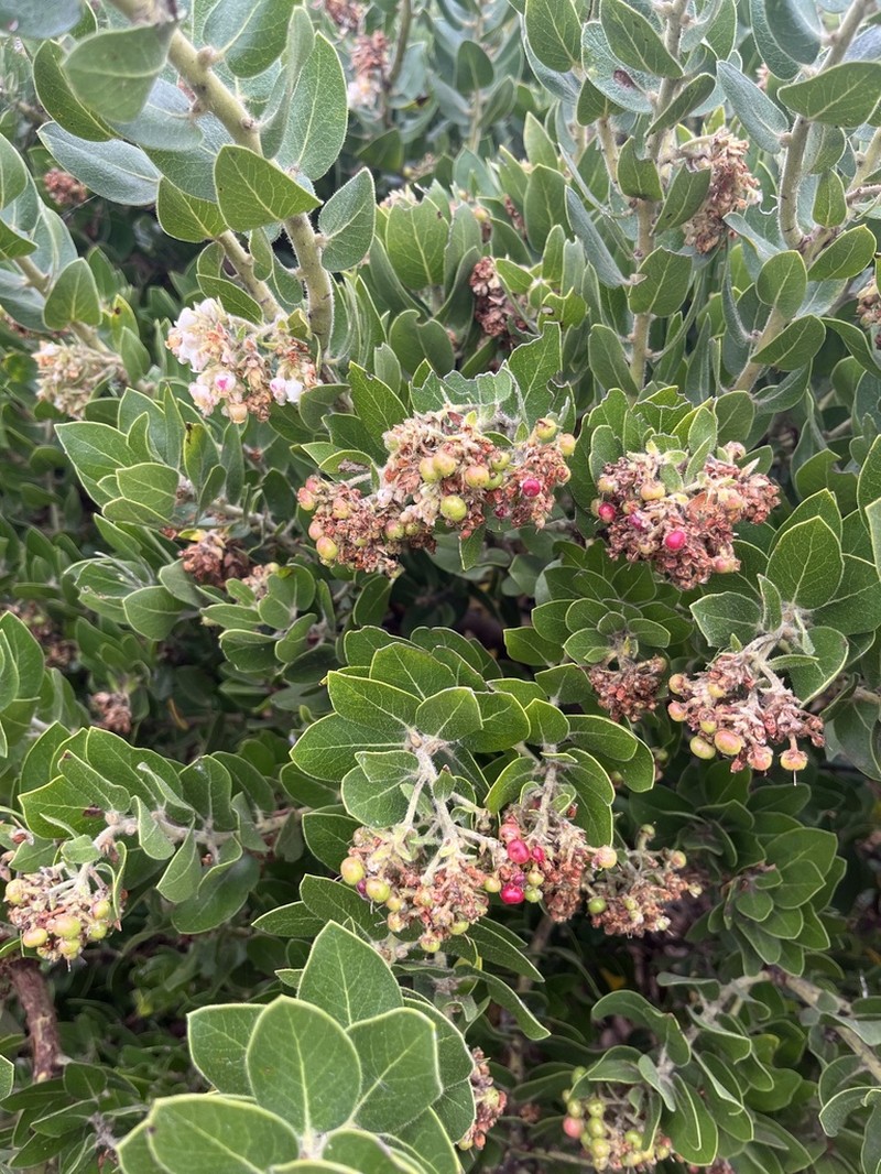 Santa Rosa Island Manzanita photo 7
