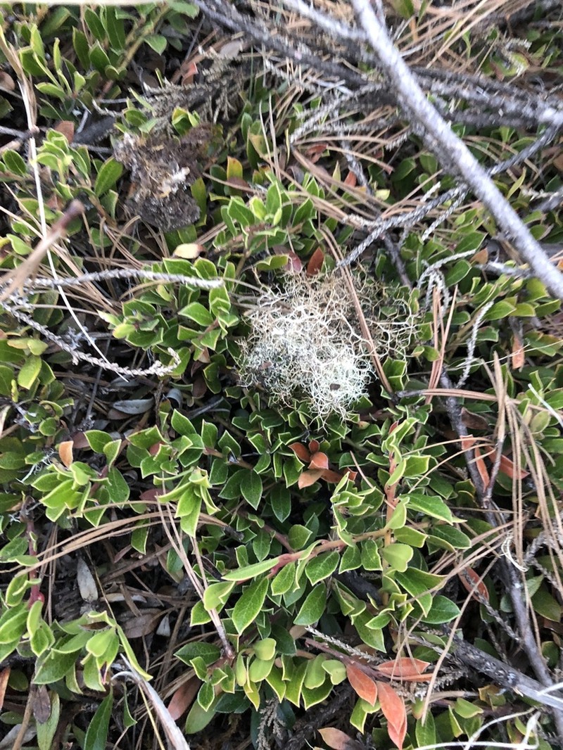 Arctostaphylos cratericola