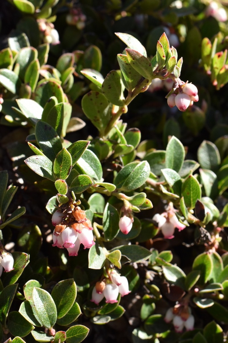 Arctostaphylos cratericola photo 2