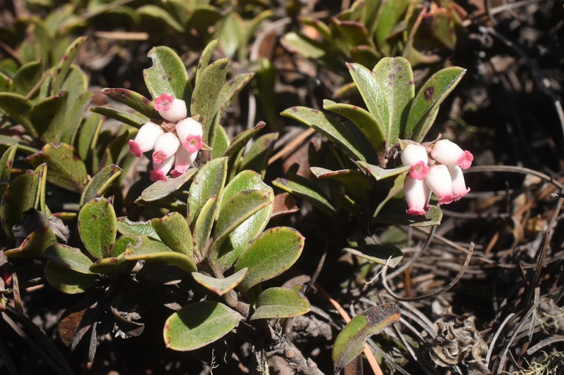 Arctostaphylos cratericola photo 3