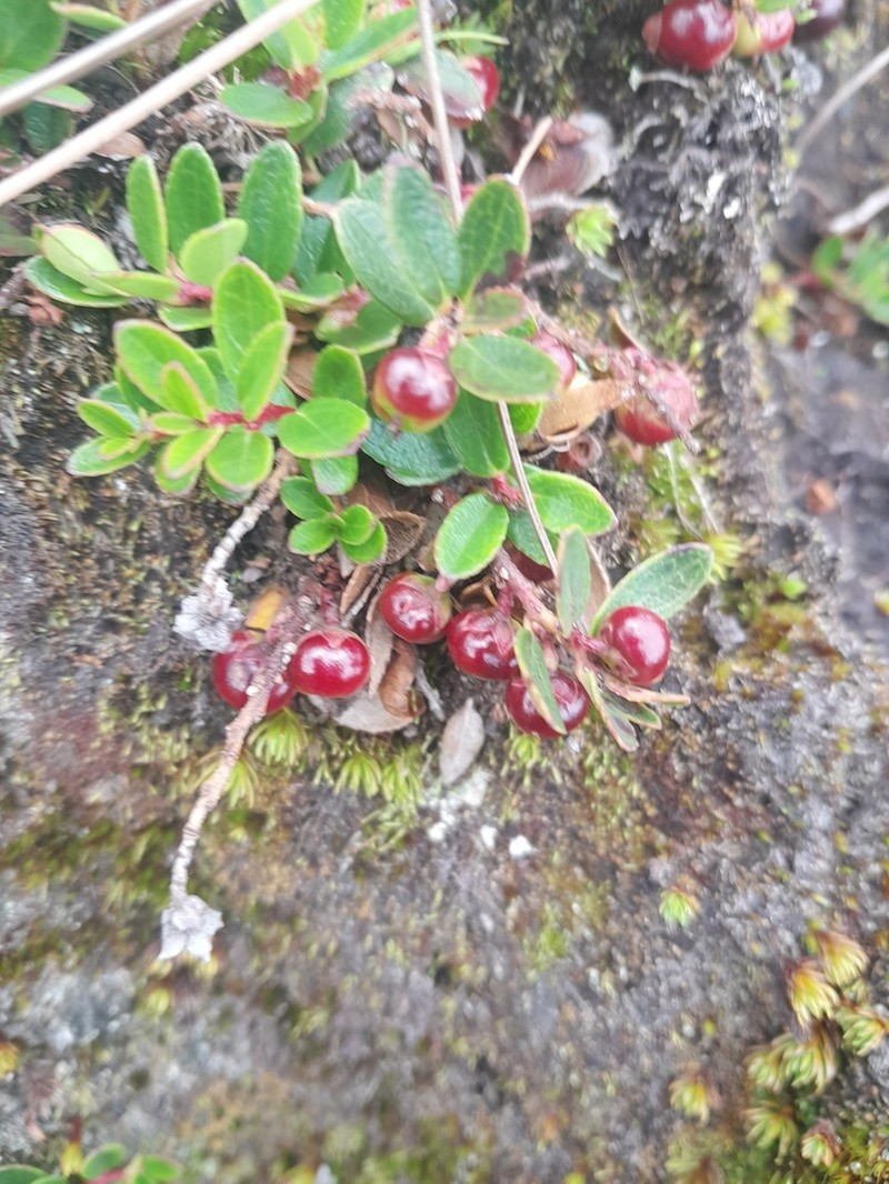 Arctostaphylos cratericola photo 4