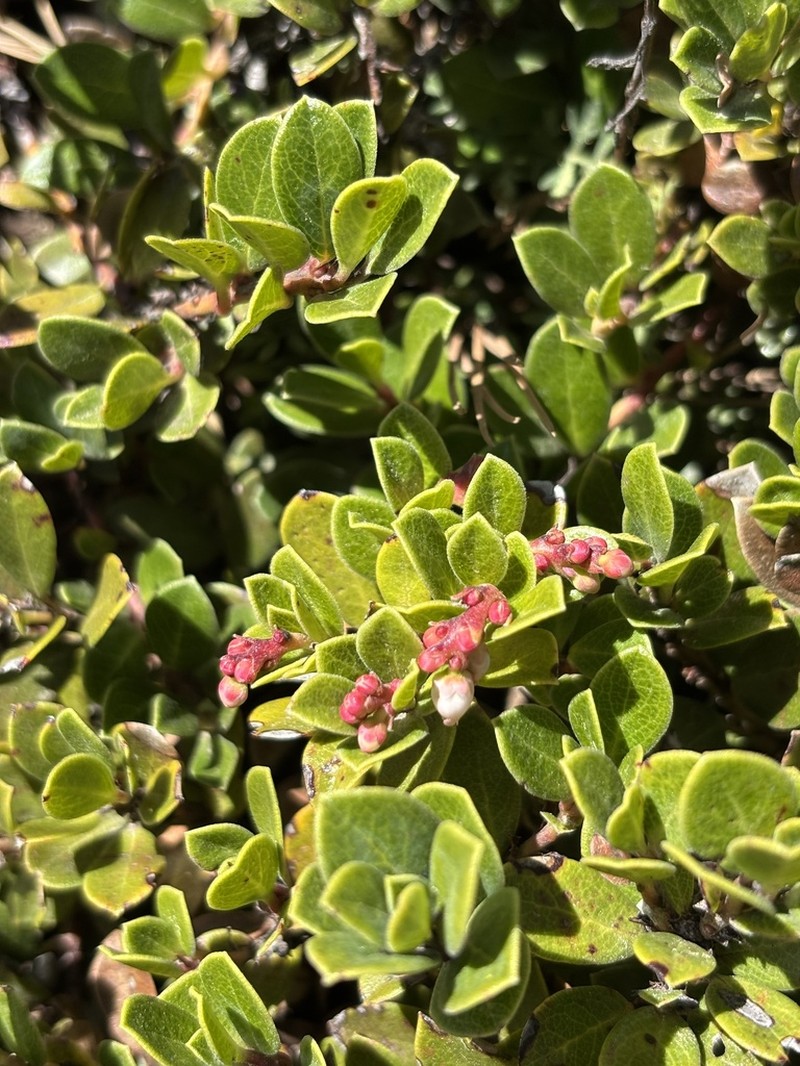Arctostaphylos cratericola photo 5