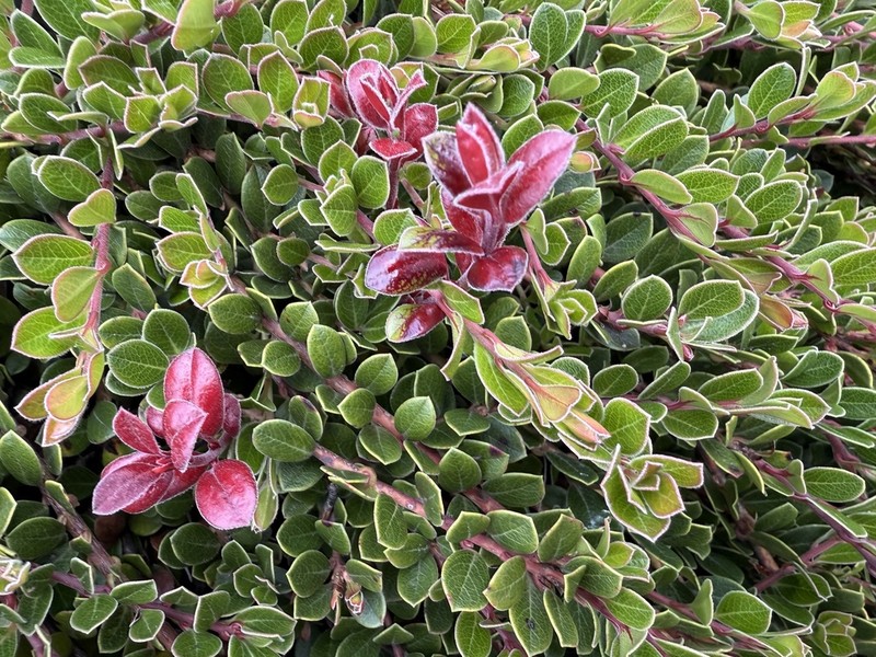 Arctostaphylos cratericola photo 6